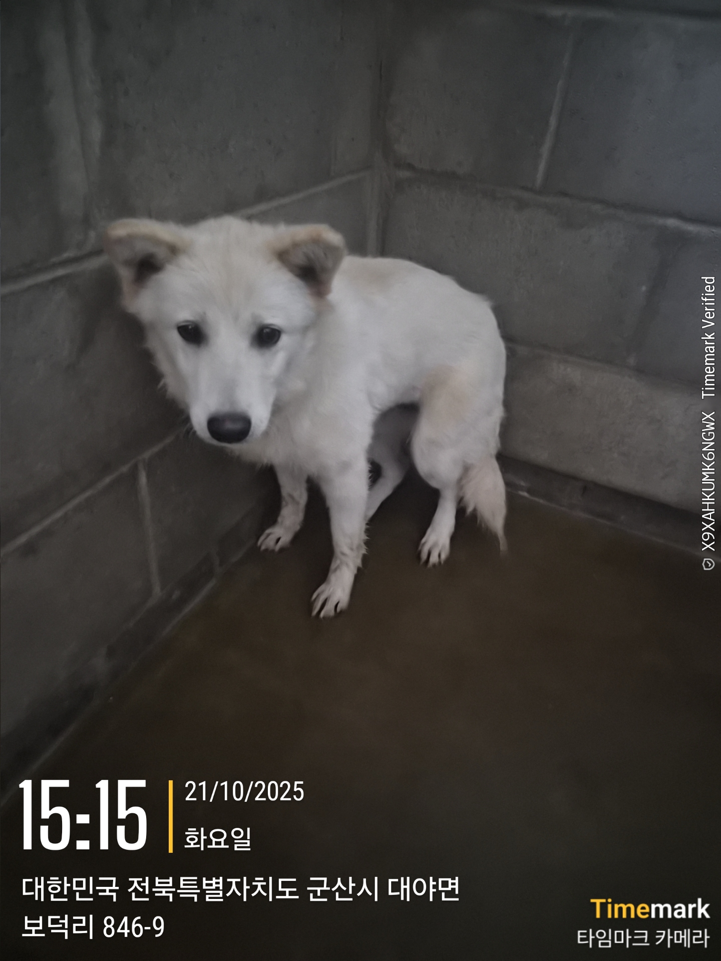 군산유기동물보호센터_445467202501978